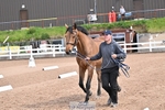 Trot Up portfolio