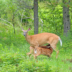 White-tailed Fawns Suckling