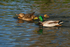 Mallards - River Devon