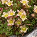 Musky saxifrage (Saxifraga exarata ssp moschata)