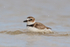 Wilson's Plover bathing in lagoon, Fort De Soto Park, Florida