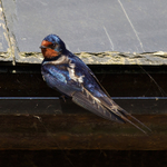 Swallow perched on a gutter