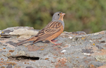 Cretzchmar's Bunting