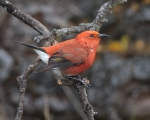 ‘Apapane Perched
