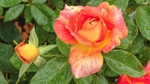 Spirit Piccadily Rose 54