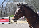 BPP_2081