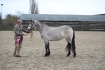 Class 1-4 - Young Stock classes Inc. In Hand Championship portfolio