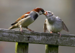 House sparrow