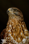 aviary birds-6