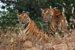 Two Tigers watching together, Bandhavgarh Reserve, India