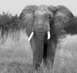 Bull Elephant