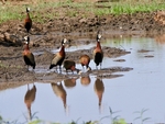 White Faced Whistling Duck South Africa