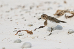 Two-banded Plover (juvenile), Volunteer Point, Falklands