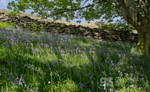 Bluebells near Abergynolwyn