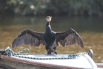 Cormorant 17