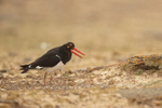 Magellanic Oystercatchers, side-by-side, Saunders Island, Falklands