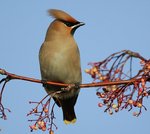 Waxwing