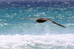 Southern Giant Petrel portfolio