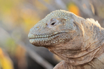 Sante Fe Land Iguana portrait, close view, Galapagos