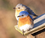 Eastern Bluebird Pair