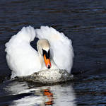 lone swan river severn