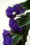 Flowers Set 12 - 01