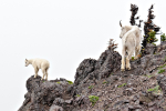 Mountain goat and kid
