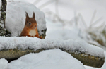 Red Squirrel