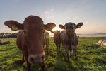 Inquisitive cows!