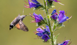 Humming Bird Hawk Moth