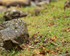 Black Phoebe perched on rock, El Silencio Lodge, Costa Rica