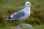 Common Gull