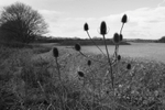 Flower Heads