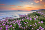 z3428 Thrift at Sunset, Compton Bay
