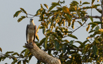 Kinabatangan river