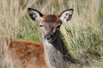 Red Deer