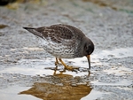 Purple Sandpiper