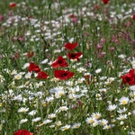 Weeds of cultivation Apennines Italy. scarlet field poppies (Papaver rhoeas), pink sainfoin (Onobrychis sp)  white ox-eye daisies( Leucanthemum vulgare,