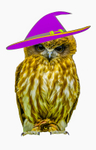 boobook owl Ninox boobook-6889 witch hat copy