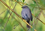 Dunnock