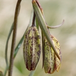 Mountain fritillary (Fritillaria montana ) 