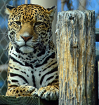Hiding Jaguar
