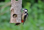 Great Spotted Woodpecker