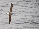 Shy Albatross banking, at sea, South Africa