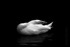 Swan 06