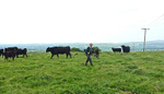 A Man And His Cattle