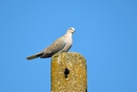 Collared Dove