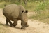 White Rhino - Timbavati, South Africa
