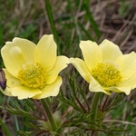 Sulphur Pasque flower (Pulsatilla alpina ssp apiifolia  also P. sulphurea),