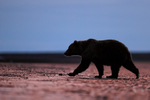 Brown Bear on beach at dawn, Silver Salmon Creek, Alaska